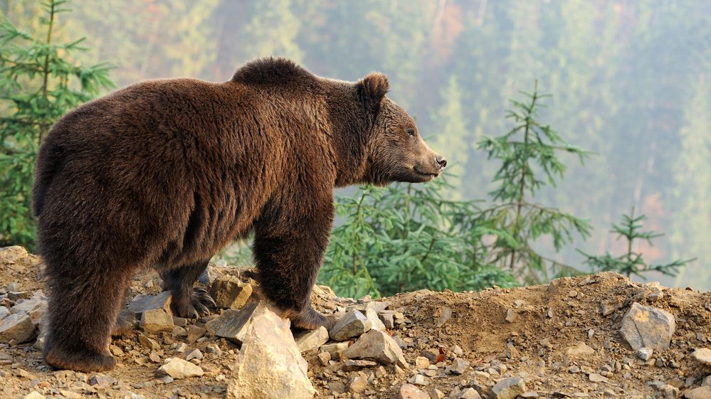 Medvěd na Sibiři zabil šestnáctiletého turistu